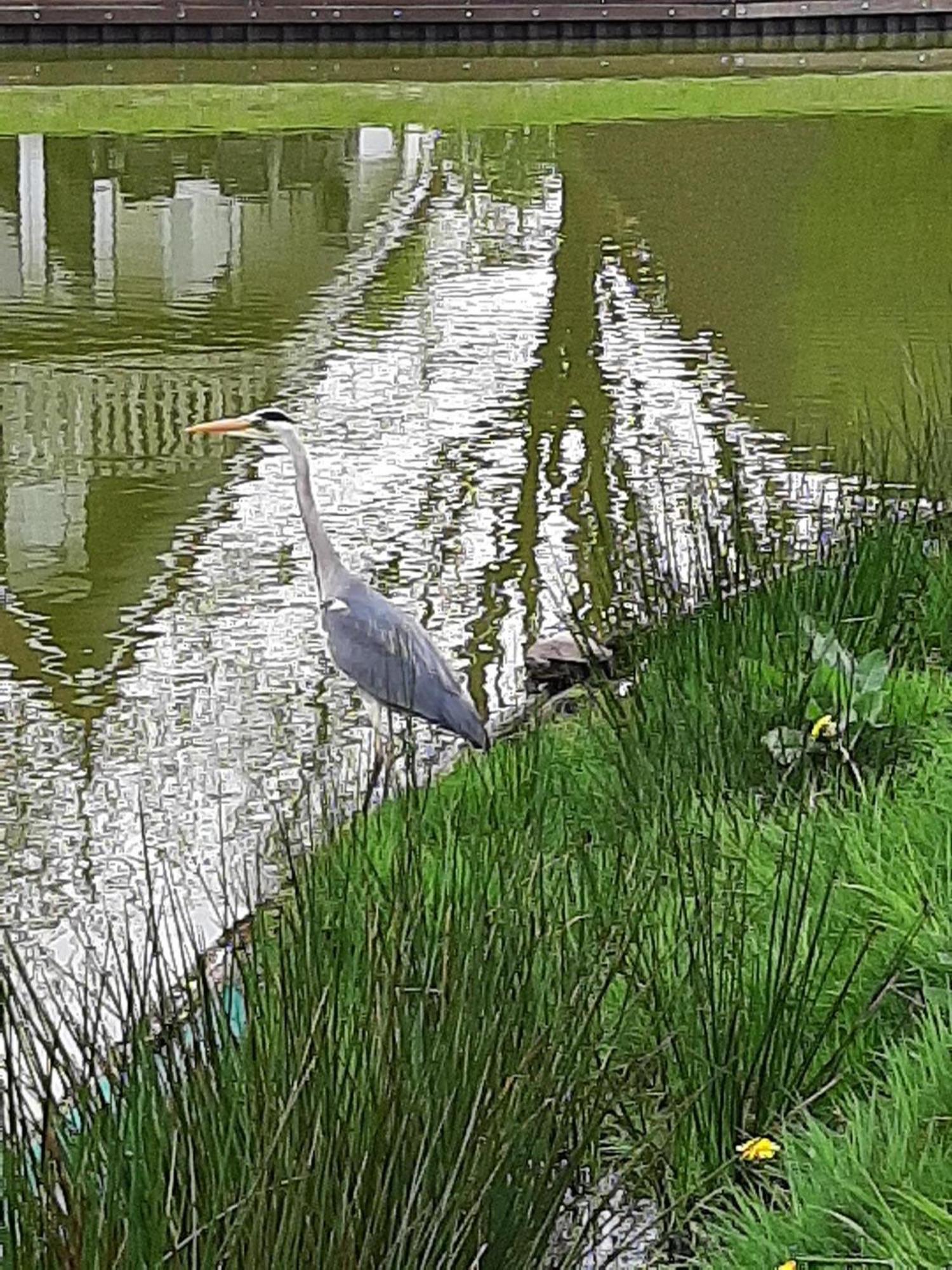 Stijlvol Aan De Visvijver Gramsbergen المظهر الخارجي الصورة